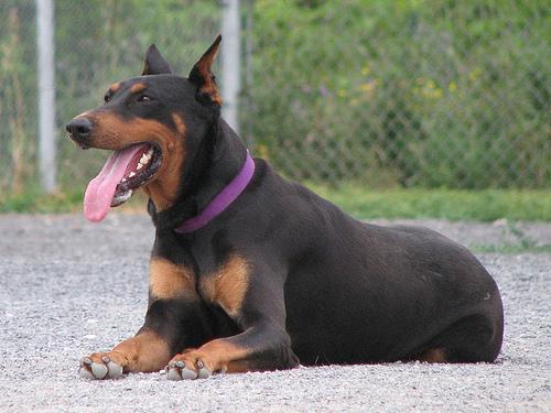 https://images.dog.ceo/breeds/doberman/n02107142_18779.jpg