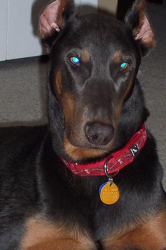 https://images.dog.ceo/breeds/doberman/n02107142_1886.jpg