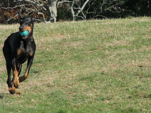 https://images.dog.ceo/breeds/doberman/n02107142_1901.jpg