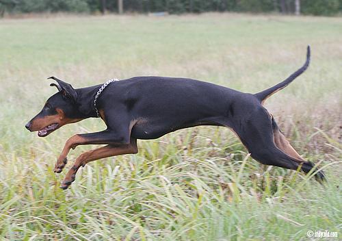 https://images.dog.ceo/breeds/doberman/n02107142_208.jpg