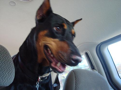 https://images.dog.ceo/breeds/doberman/n02107142_21.jpg