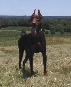 https://images.dog.ceo/breeds/doberman/n02107142_2153.jpg