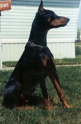 https://images.dog.ceo/breeds/doberman/n02107142_2213.jpg