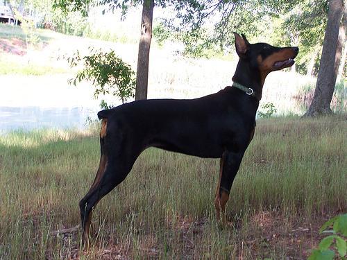 https://images.dog.ceo/breeds/doberman/n02107142_2314.jpg