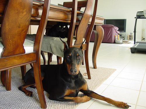 https://images.dog.ceo/breeds/doberman/n02107142_2553.jpg