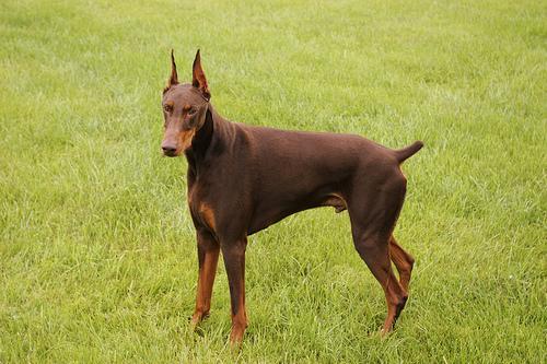 https://images.dog.ceo/breeds/doberman/n02107142_278.jpg