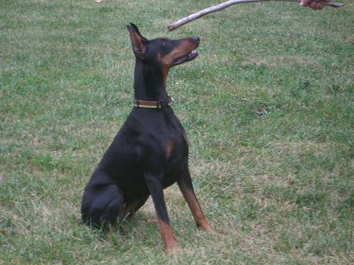 https://images.dog.ceo/breeds/doberman/n02107142_30.jpg