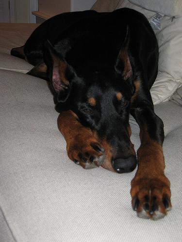 https://images.dog.ceo/breeds/doberman/n02107142_3033.jpg