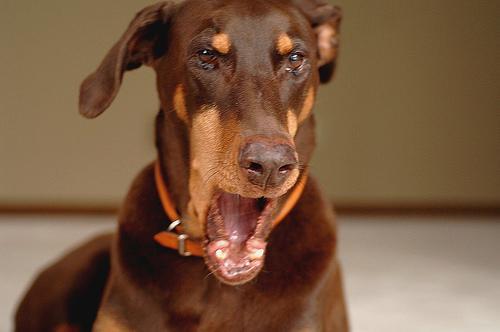 https://images.dog.ceo/breeds/doberman/n02107142_3073.jpg