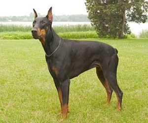 https://images.dog.ceo/breeds/doberman/n02107142_3094.jpg