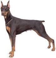 https://images.dog.ceo/breeds/doberman/n02107142_3171.jpg