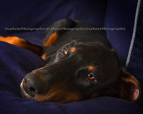 https://images.dog.ceo/breeds/doberman/n02107142_3227.jpg