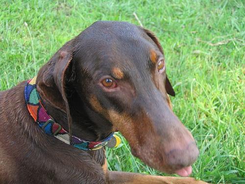 https://images.dog.ceo/breeds/doberman/n02107142_3236.jpg