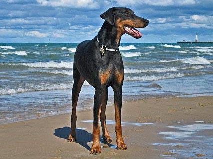 https://images.dog.ceo/breeds/doberman/n02107142_34.jpg