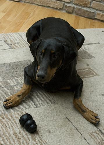 https://images.dog.ceo/breeds/doberman/n02107142_3709.jpg