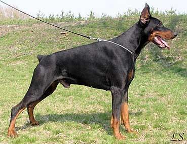 https://images.dog.ceo/breeds/doberman/n02107142_385.jpg