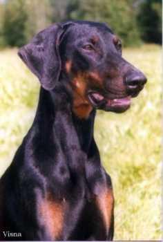 https://images.dog.ceo/breeds/doberman/n02107142_4013.jpg