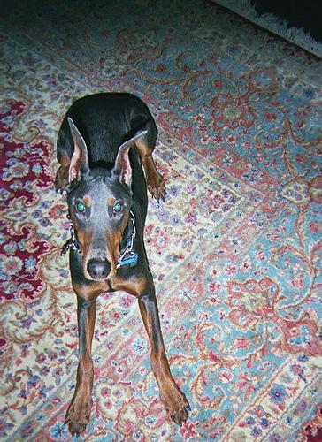 https://images.dog.ceo/breeds/doberman/n02107142_4017.jpg