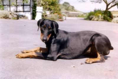 https://images.dog.ceo/breeds/doberman/n02107142_4148.jpg