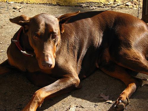 https://images.dog.ceo/breeds/doberman/n02107142_4314.jpg