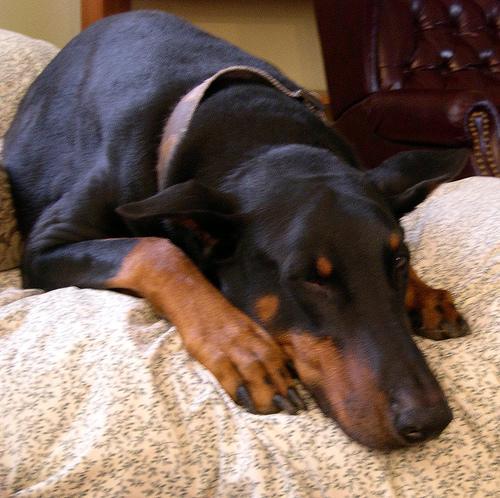 https://images.dog.ceo/breeds/doberman/n02107142_4462.jpg