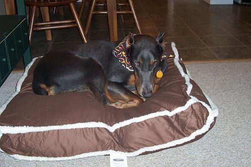 https://images.dog.ceo/breeds/doberman/n02107142_4632.jpg