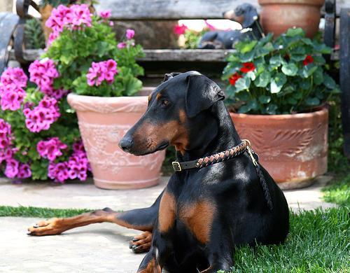 https://images.dog.ceo/breeds/doberman/n02107142_4653.jpg