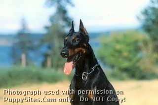 https://images.dog.ceo/breeds/doberman/n02107142_4663.jpg