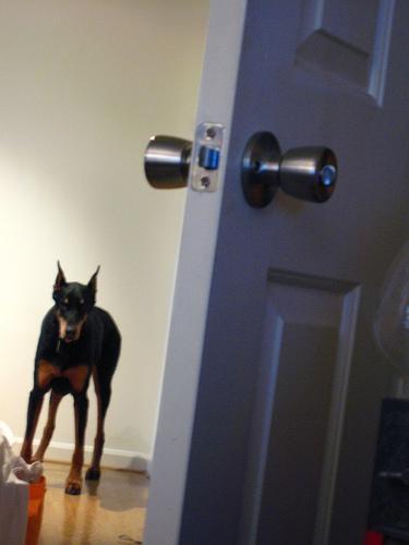 https://images.dog.ceo/breeds/doberman/n02107142_473.jpg