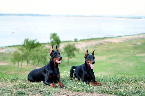 https://images.dog.ceo/breeds/doberman/n02107142_4790.jpg