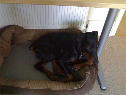 https://images.dog.ceo/breeds/doberman/n02107142_5144.jpg