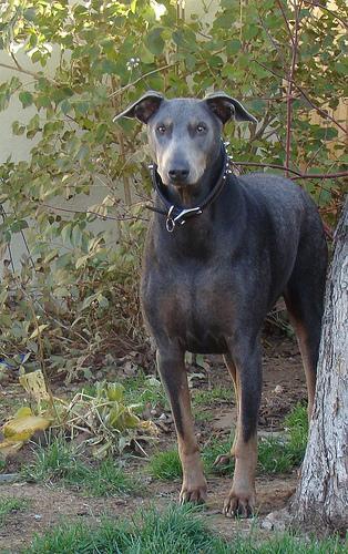 https://images.dog.ceo/breeds/doberman/n02107142_5166.jpg