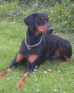 https://images.dog.ceo/breeds/doberman/n02107142_5181.jpg