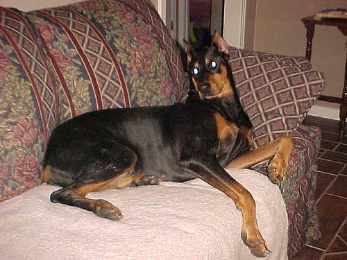 https://images.dog.ceo/breeds/doberman/n02107142_5196.jpg