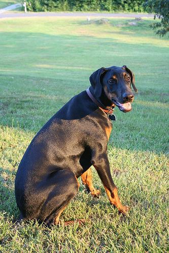 https://images.dog.ceo/breeds/doberman/n02107142_5284.jpg