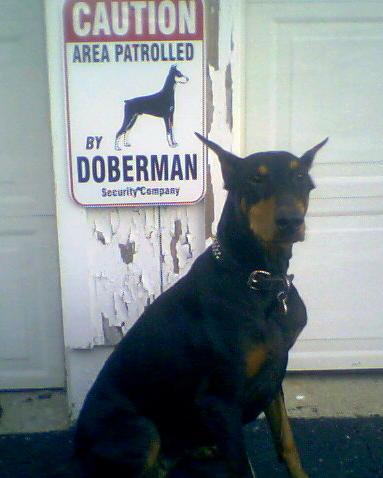 https://images.dog.ceo/breeds/doberman/n02107142_534.jpg