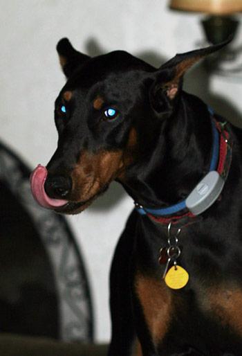 https://images.dog.ceo/breeds/doberman/n02107142_5395.jpg