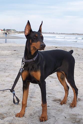 https://images.dog.ceo/breeds/doberman/n02107142_5517.jpg