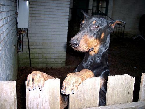 https://images.dog.ceo/breeds/doberman/n02107142_5570.jpg