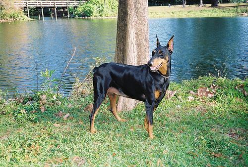 https://images.dog.ceo/breeds/doberman/n02107142_5663.jpg