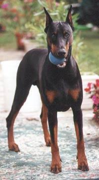 https://images.dog.ceo/breeds/doberman/n02107142_5783.jpg