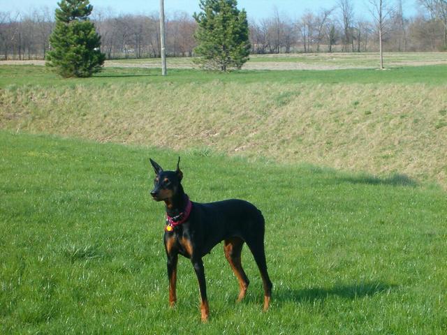 https://images.dog.ceo/breeds/doberman/n02107142_6383.jpg