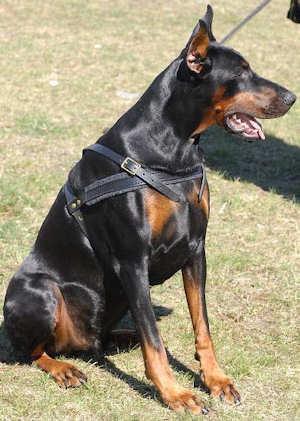 https://images.dog.ceo/breeds/doberman/n02107142_6439.jpg