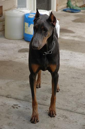 https://images.dog.ceo/breeds/doberman/n02107142_6816.jpg