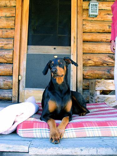 https://images.dog.ceo/breeds/doberman/n02107142_6859.jpg