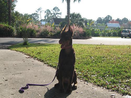 https://images.dog.ceo/breeds/doberman/n02107142_699.jpg