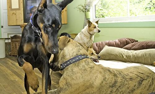 https://images.dog.ceo/breeds/doberman/n02107142_7102.jpg