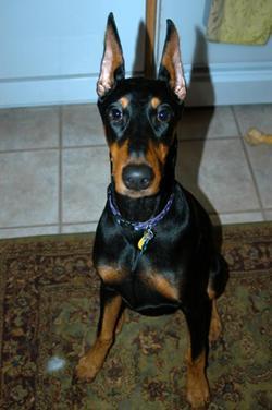 https://images.dog.ceo/breeds/doberman/n02107142_7143.jpg