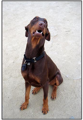 https://images.dog.ceo/breeds/doberman/n02107142_7205.jpg