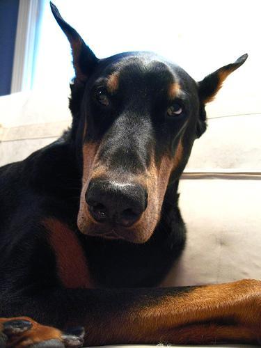 https://images.dog.ceo/breeds/doberman/n02107142_7237.jpg